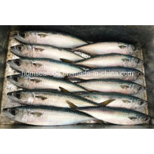 Хорошее качество Замороженная рыба для тихоокеанской скумбрии